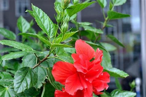 扶桑花怎麼養|扶桑花這樣養，「綠油油」的葉子，「紅火火」的花